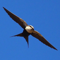 White-backed Swallow